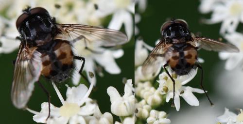 Réf. 263 086 : Graphomya maculata